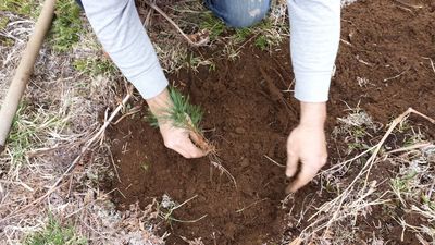 Tree planting with Sustainable Tree
